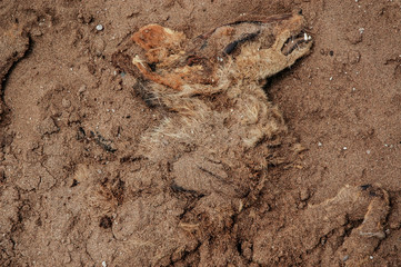 Death Jackal