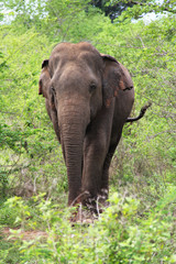 Fototapeta na wymiar Asian Elephant, Sri Lanka