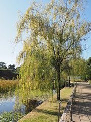 公園と柳の木