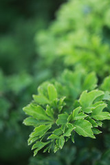 the fresh green leaf