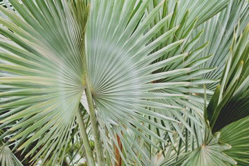 Fototapeta premium Palm leaves are beautiful naturally.