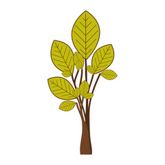green tree plant with few leaves vector illustration