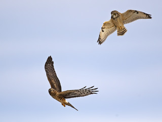Short-eared Owls Battles a Northern Harrier