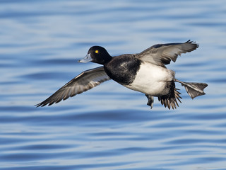 Male Lesser Scaup in Flight