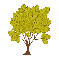 green leafy tree plant with ramifications vector illustration