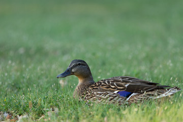 Duck on Grass