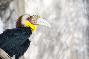 Close up of wreathed hornbill