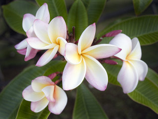 Fototapeta na wymiar Plumeria Flower, Hawaii