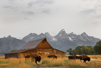 Bison moving Morman Farm, Grand Tetons National Park, Wyoming
