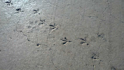 Frozen in concrete traces of bird paw. A crack in the pavement