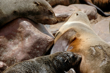 Seal in Capecross