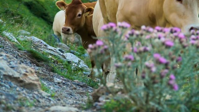troupeau de vaches 