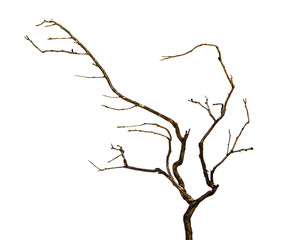 Fototapeta premium close up of dry branch