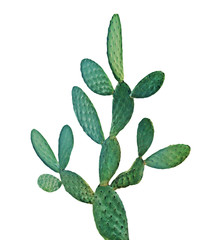 cactus isolated on white background © Dmitry