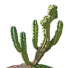 cactus isolated on white background