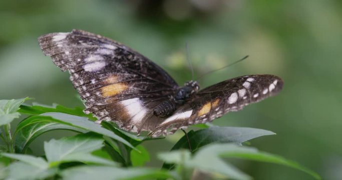 Butterfly flaps wings in slow-motion
