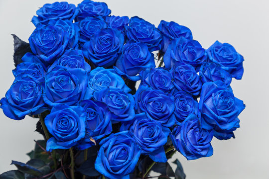 Blue Rose Picture Images – Browse 353,868 Stock Photos, Vectors, and Video  | Adobe Stock