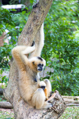 gibbon and baby in forest
