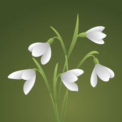 Bunch of white snowdrops. The first spring flowers. Floral background. Vector illustration