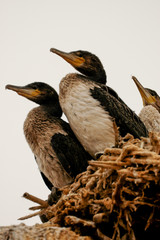 Bird in Skeleton Coast