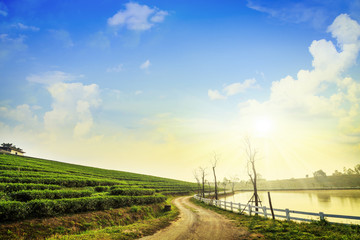 Obraz premium Tea farm with blue sky background