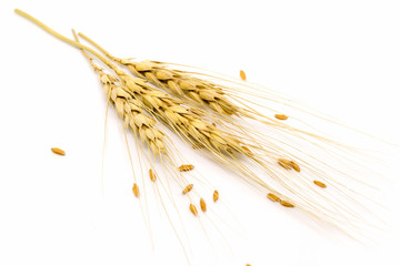 wheat on white background