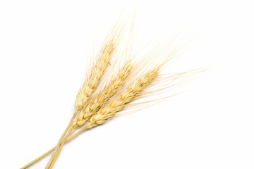 wheat on white background