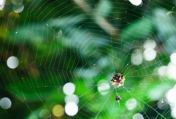Spider