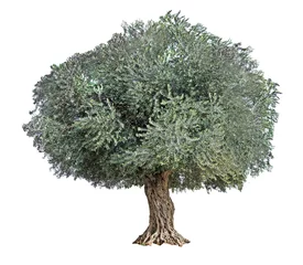 Washable wall murals Olive tree Olive tree on white