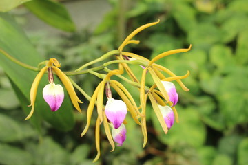 "The Brassavola-Like Panarica" orchid flower in St. Gallen, Switzerland. Encyclia Brassavolae (Syn Prosthechea Brassavolae, Panarica Brassavolae, Epidendrum Brassavolae) is native to central America.