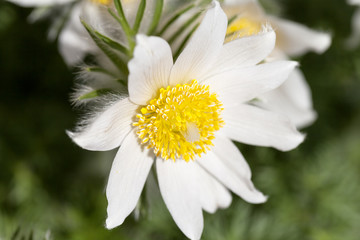 Obraz premium White spring easter flowers (Pulsatilla patens) in the garden