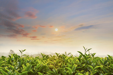 Sunrise at tea field