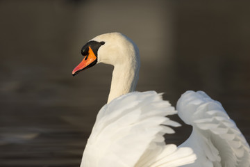 Mr. Swan