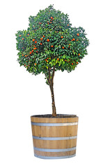 citrus tree in pot
