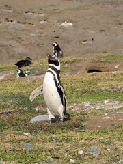 Magellanic Penguin, Spheniscus magellanicus, nesting on Isla Magdalena, Patagonia, Chile