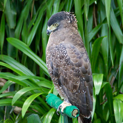  hawk sitting on a stick