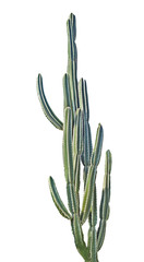 cactus isolated on white background © Dmitry