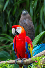 Colorful  macaws in the forest