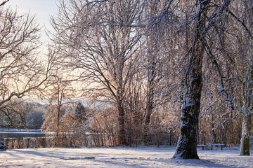 Garden covered in new fallen snow