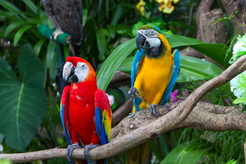 Colorful  macaws in the forest