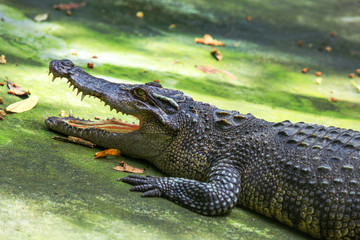 Crocodile with an open mouth.