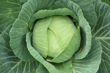 Obraz premium green cabbage plants in growth at field
