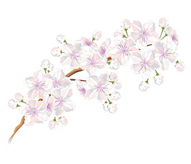 Fototapeta na wymiar Sakura flowers. Hand drawn vector brush illustration of blooming sakura branch on white background, watercolor imitation.