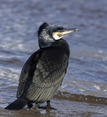 Great Cormorant, adult in breeding plumage standing at water's edge, Galway, Eire.