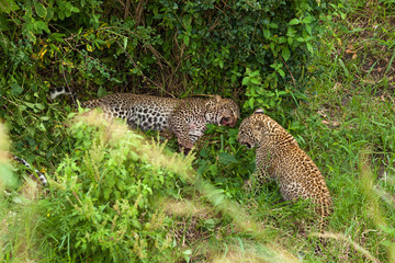 Fototapeta na wymiar leopard at Masai Mara national park