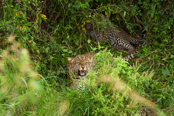 Fototapeta na wymiar a leopardess protects the children
