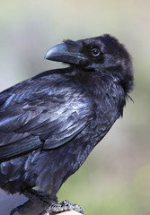 Common Raven (Corvus corax), Fuertaventura, Canary Islands, Spain.