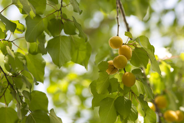 apricot tree leaf and fruit