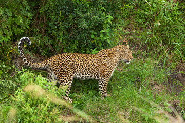 leopard at Masai Mara national park,