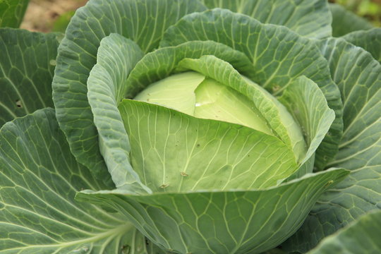 green cabbage plants in growth at field